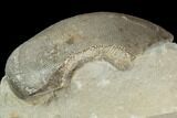 Ammonite Aptychus Fossil in Rock - Drügendorf, Germany #125452-2